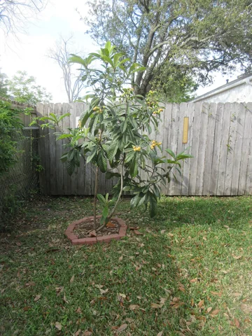 A young Eriobotrya japonica tree bearing fruit in a garden.