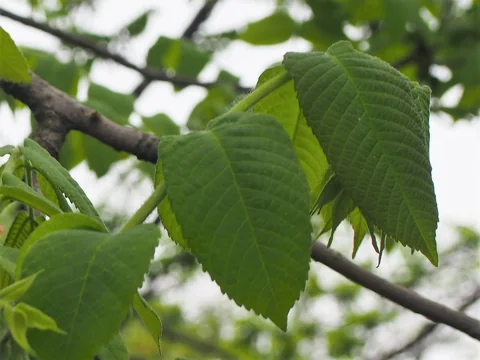 Young shoots and leaves of Juglans cinerea.