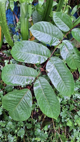 Leaves of Juglans mandshurica.