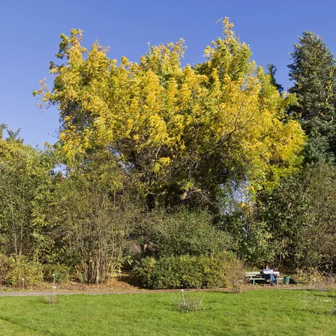 Autumn foliage of Juglans microcarpa.