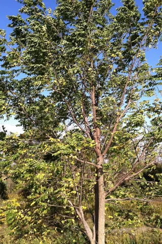 A Juglans nigra tree.
