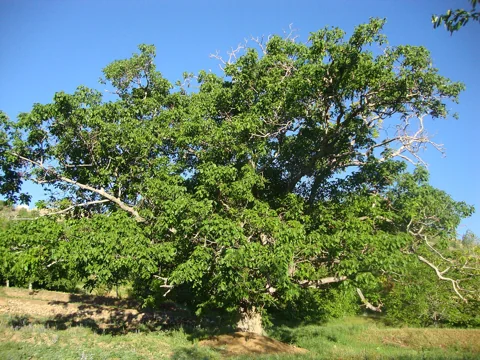 Mature Juglans regia tree with a spreading leafy crown.