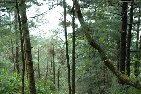 The growth habit of Pinus armandi.