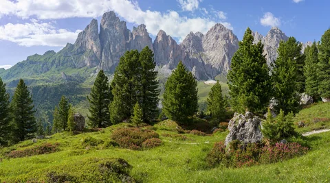 Pinus cembra trees in an alpine landscape.