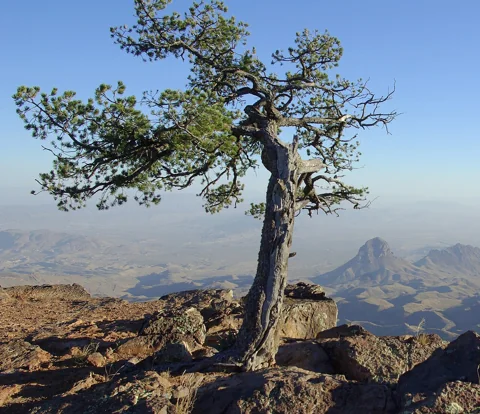 A Pinus cembroides tree.