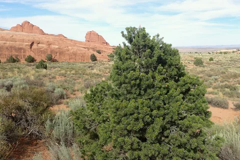 A Pinus edulis tree.