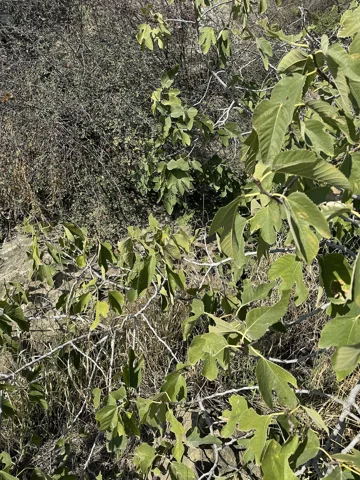 The growth habit of Ficus carica.