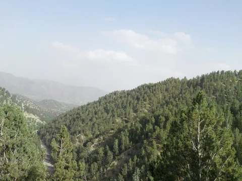 A forest of Pinus gerardiana.