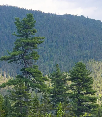 A Pinus koraiensis tree.