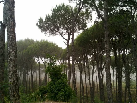 A stand of Pinus pinea trees.