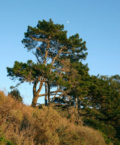 A Pinus radiata tree.