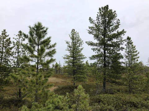 Pinus sibirica trees growing near Beloyarsky, Russia.