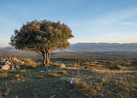 A Quercus ilex tree.