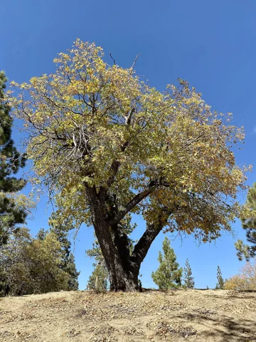 A Quercus kelloggii tree.