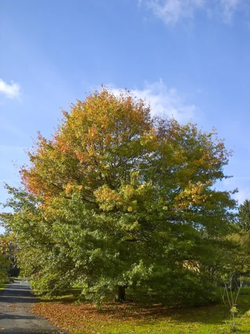 Autumn foliage of Quercus palustris.