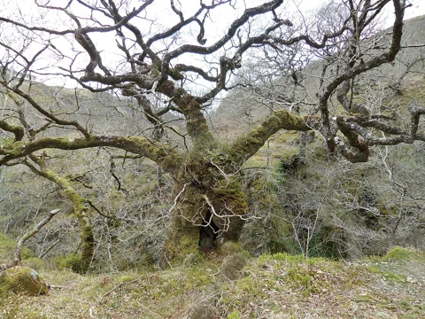 The leafless branches of Quercus petraea.