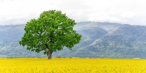 A Quercus robur tree.