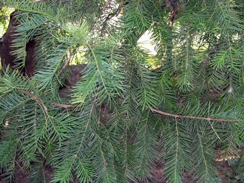 Needle-like leaves of Torreya nucifera.