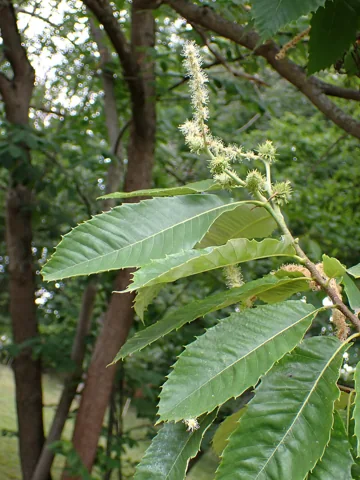 Leaves of Castanea pumila.