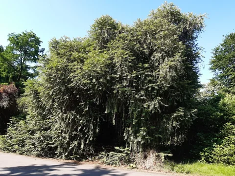 The growth habit of Cephalotaxus fortunei.