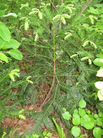 The growth habit of Cephalotaxus harringtonii var. nana.