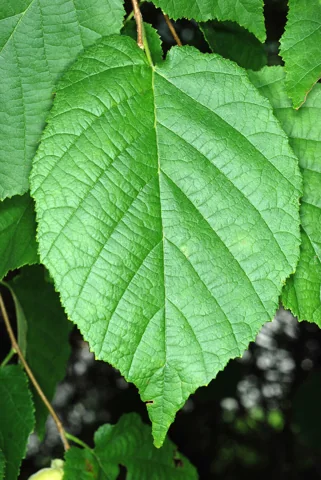 Leaves of Corylus maxima.