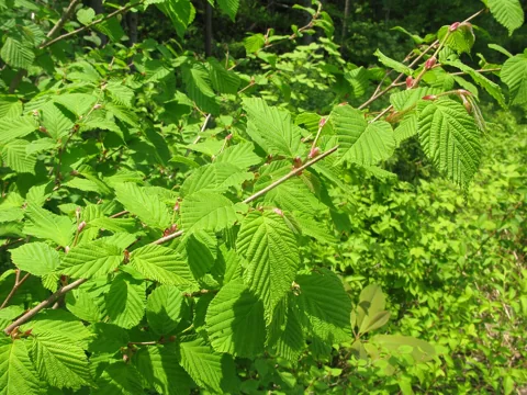 Leafy branches of Corylus sieboldiana growing outdoors.