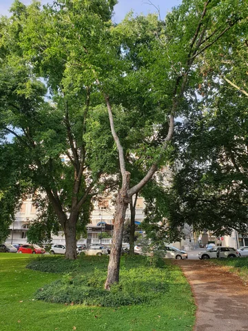 A Hovenia dulcis tree.
