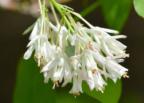 Flowers of Staphylea colchica.