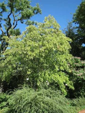 The branching growth of Staphylea pinnata.