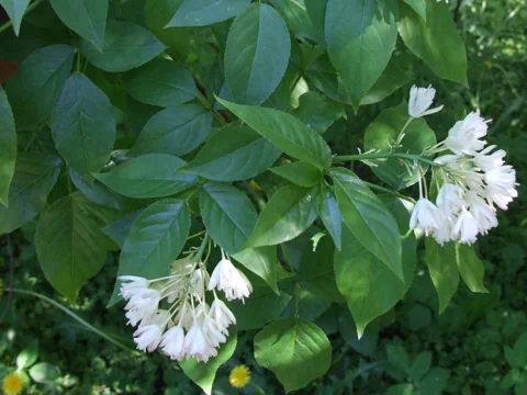 Staphylea trifolia in flower.