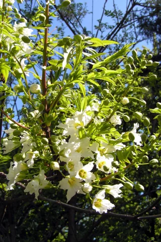 Xanthoceras sorbifolium in flower.