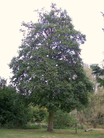 A Alnus cordata tree.