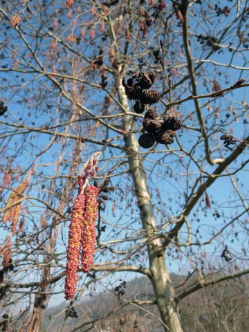 Catkins of Alnus incana.
