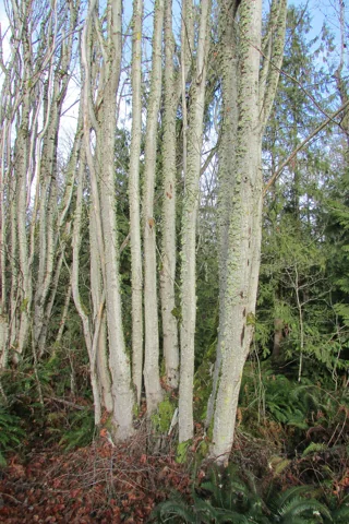The growth habit of Alnus rubra.