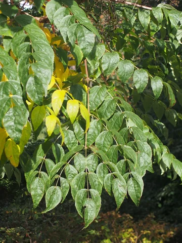 Leaves of Aralia elata.