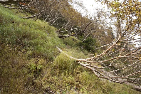 The growth habit of Betula ermanii.