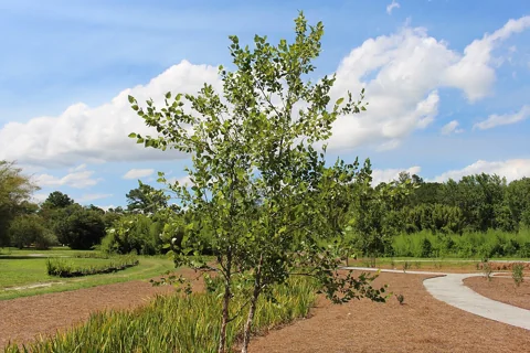 The growth habit of Betula nigra cultivar 'Cully' (Heritage).