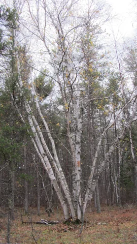 The growth habit of Betula papyrifera.