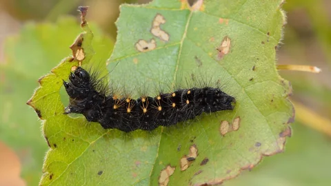 A caterpillar on a Betula pubescens leaf.