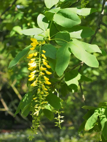 Flowers of Laburnum alpinum.