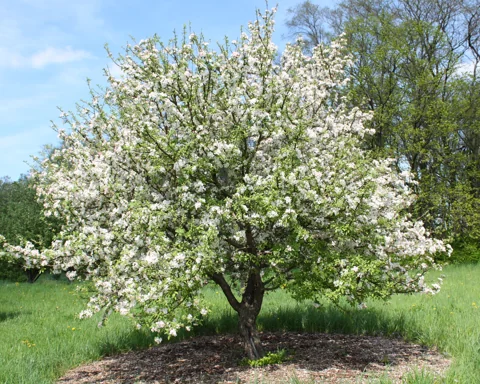 Malus prunifolia in flower.