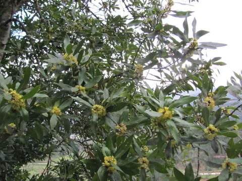 Flowering branches and evergreen foliage of Laurus nobilis.