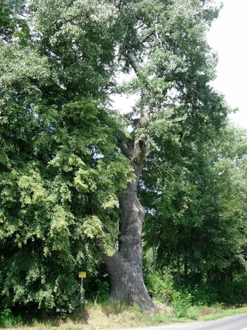 A Populus alba tree.