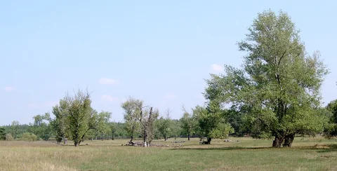 Populus nigra trees in an open floodplain landscape.