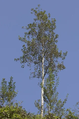 A Populus tremula tree.