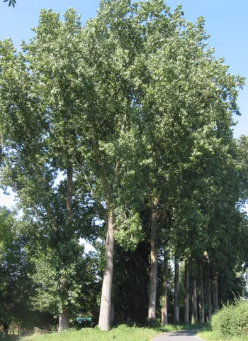 A Populus × canadensis tree.