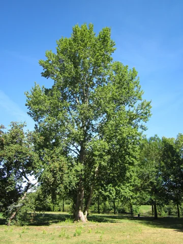 A Populus × canescens tree.