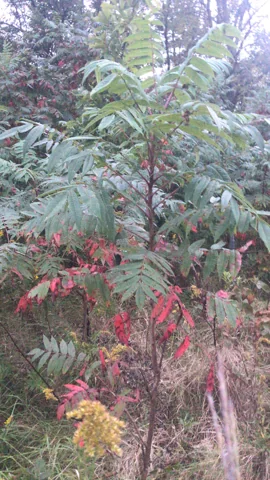 Rhus glabra plants with leafy stems and some red autumn foliage.