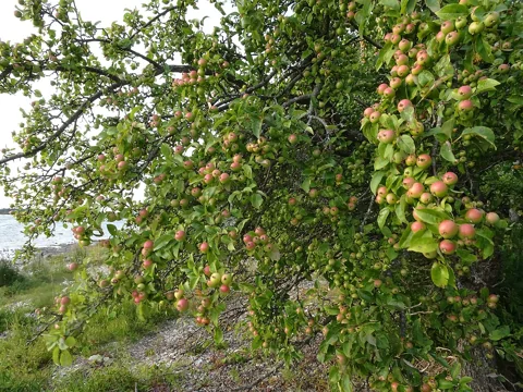 A fruiting Malus sylvestris plant.